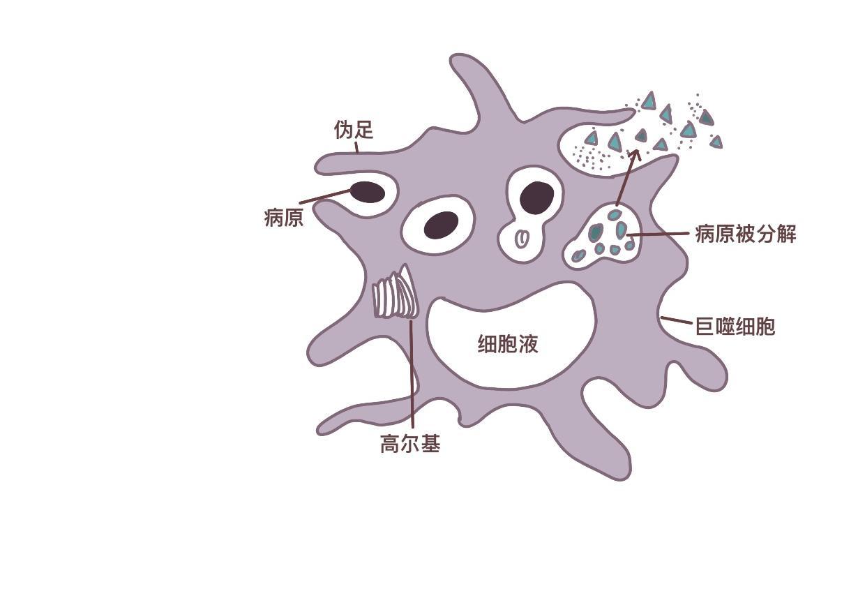 巨噬细胞结构图图片