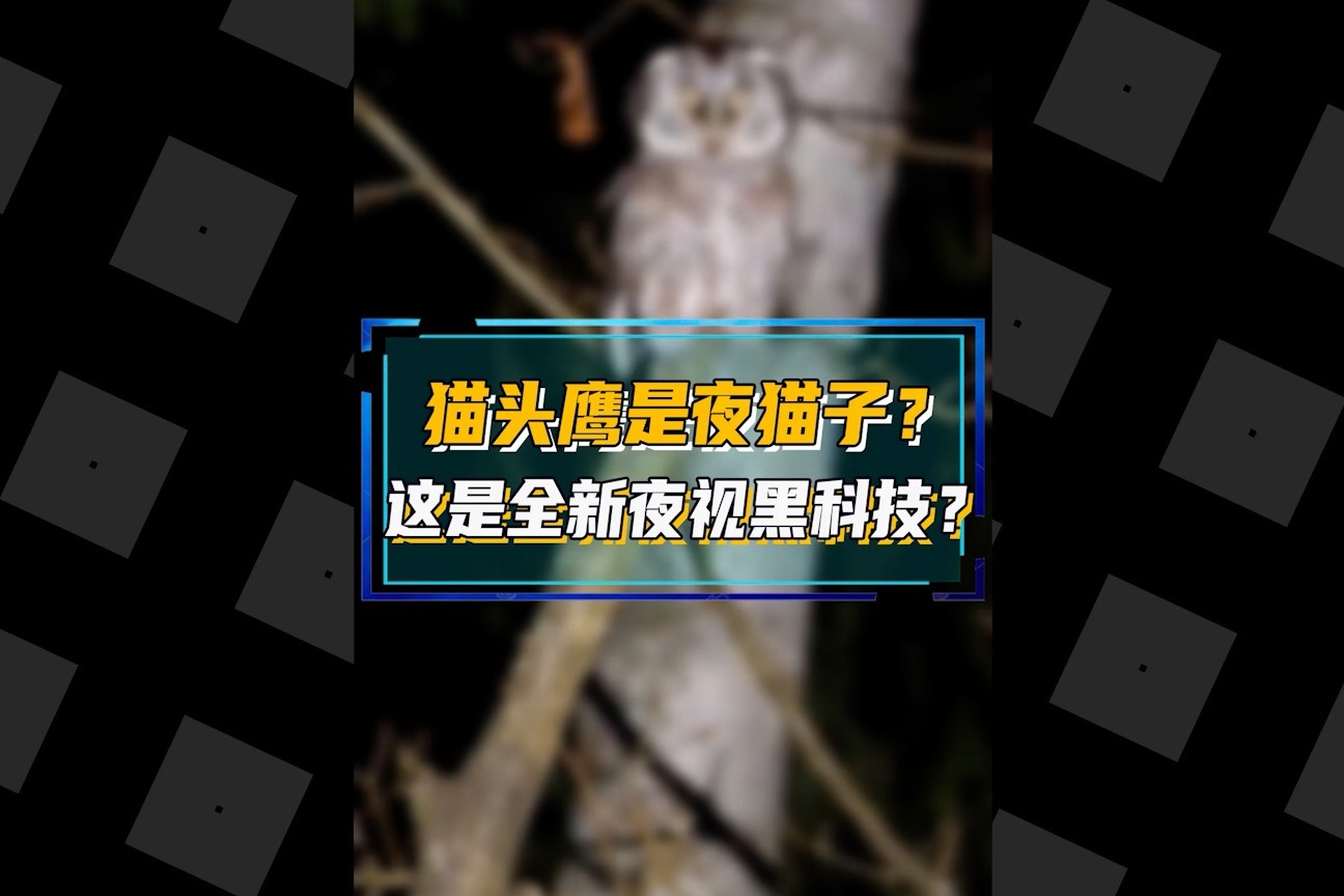 物見．遊山。: [東京景點] 鎌倉乃フクロウの森[Kamakura owl's forest], image size:1296x864