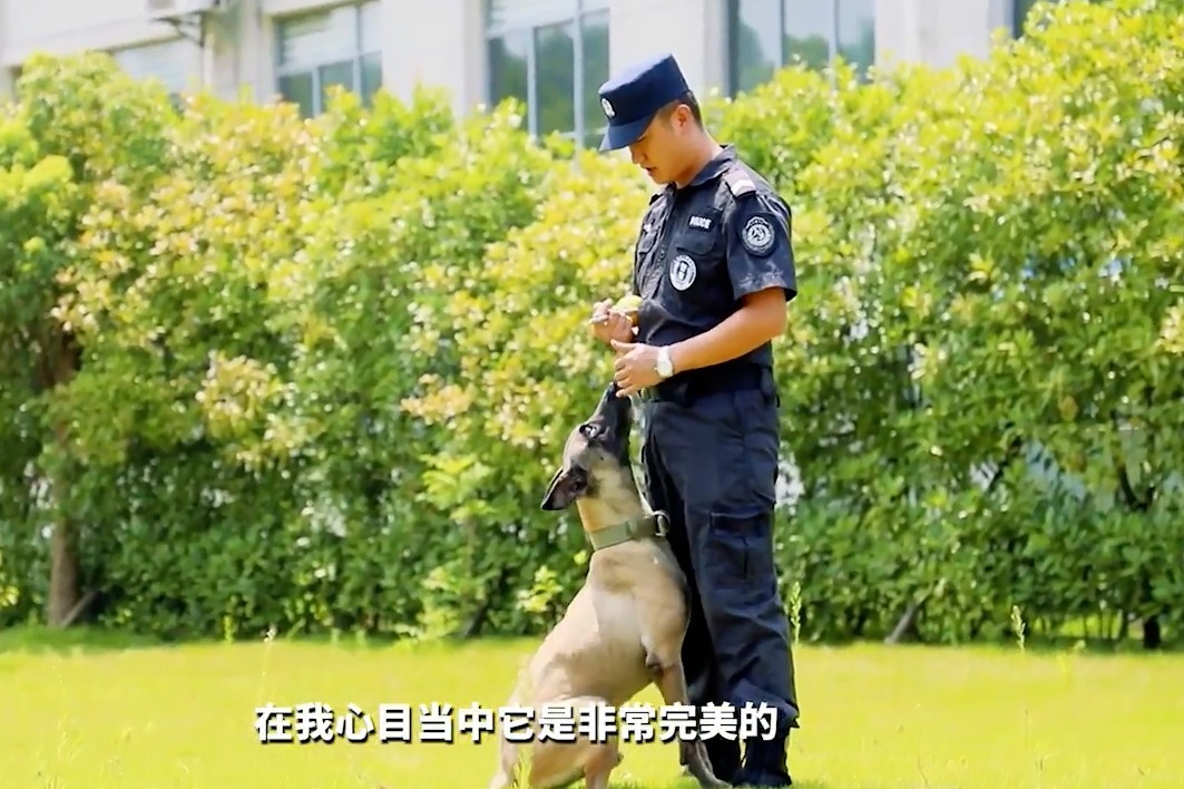 铜陵7条警犬即将退役 转赠给政府、企事业单位！