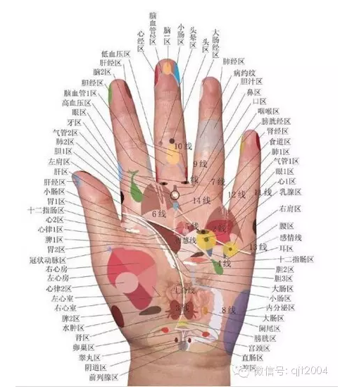 左手掌对应的器官图解图片
