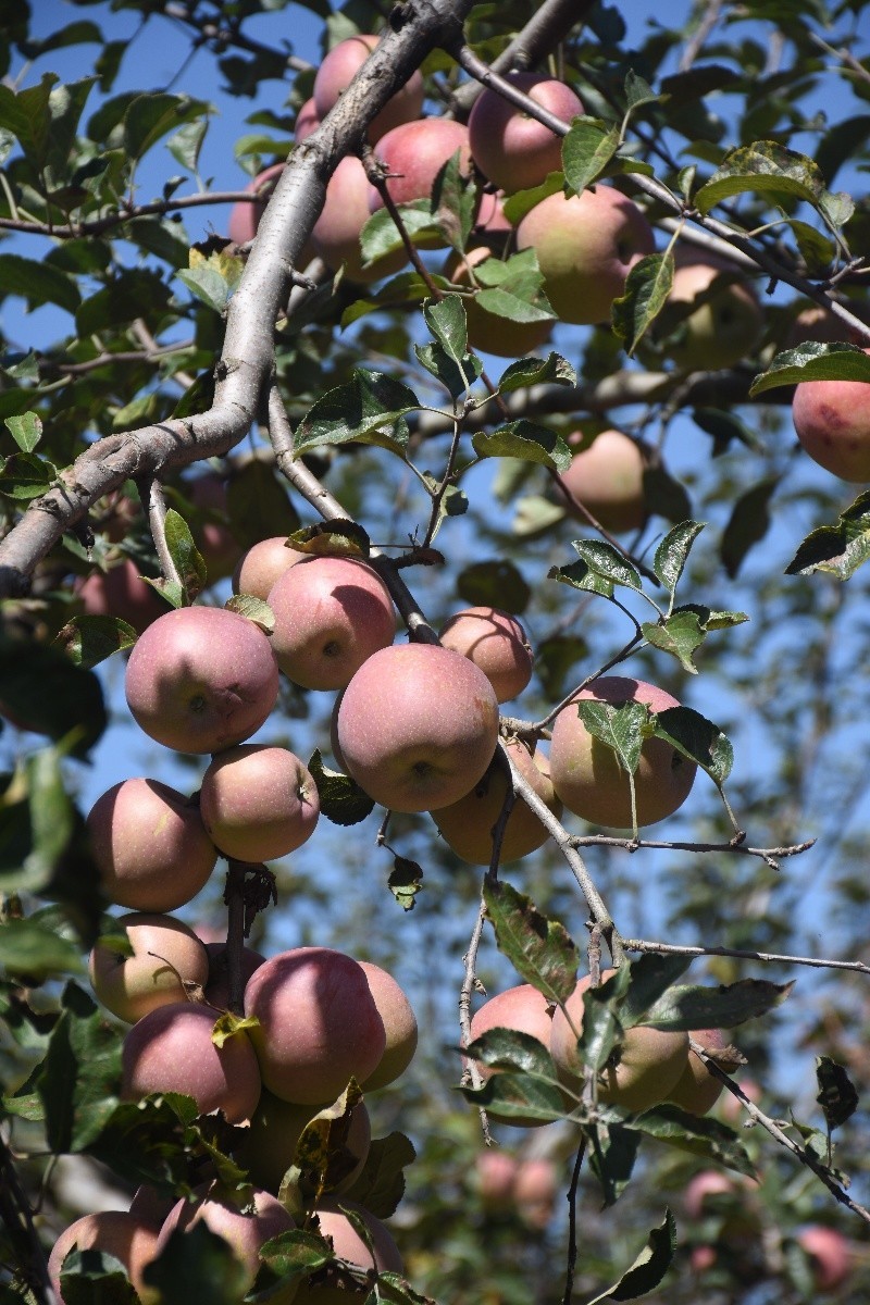 故乡旬邑的苹果熟了图