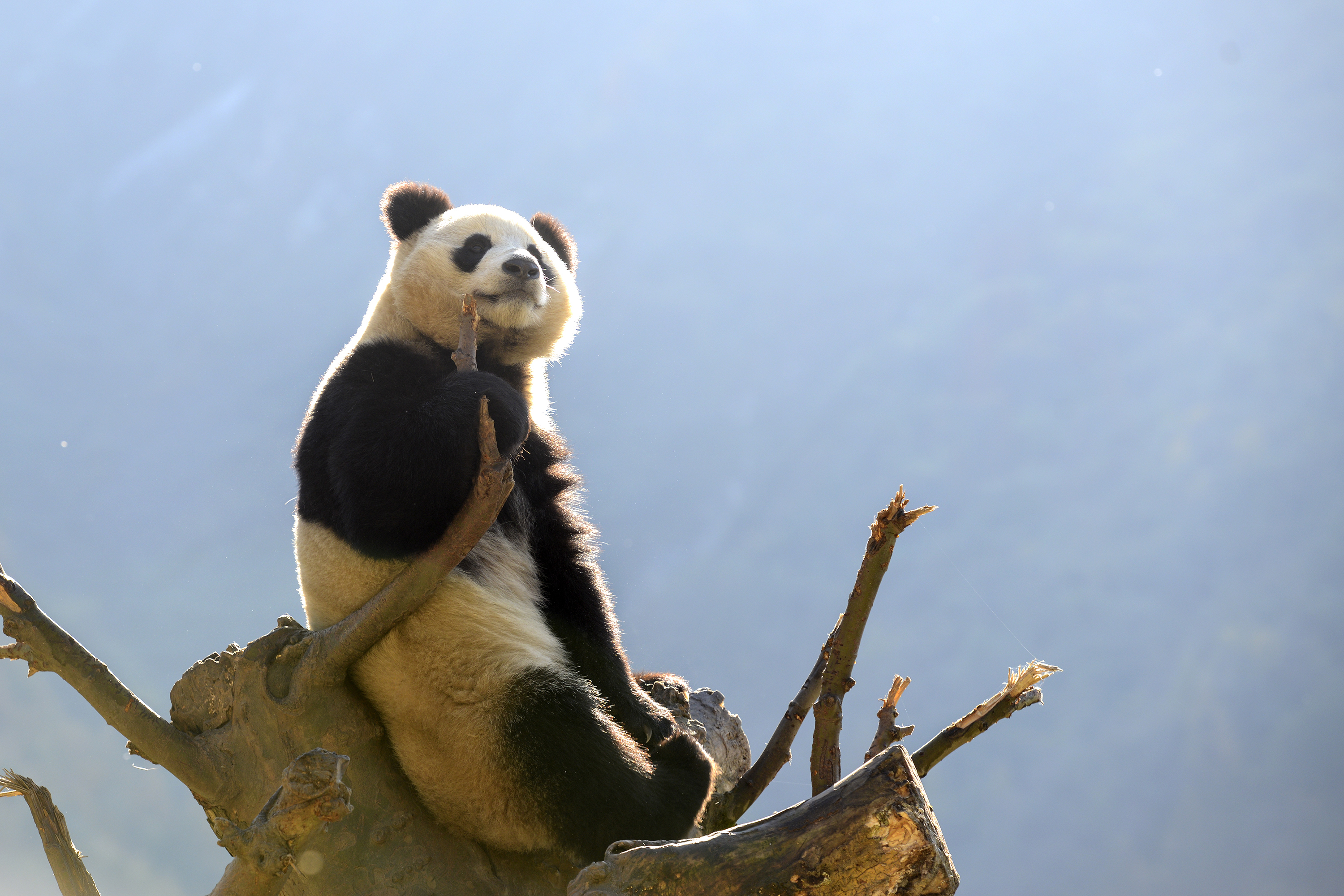 来这里打卡②∣在四姑娘山爬雪山,可能还会与大熊猫邂逅
