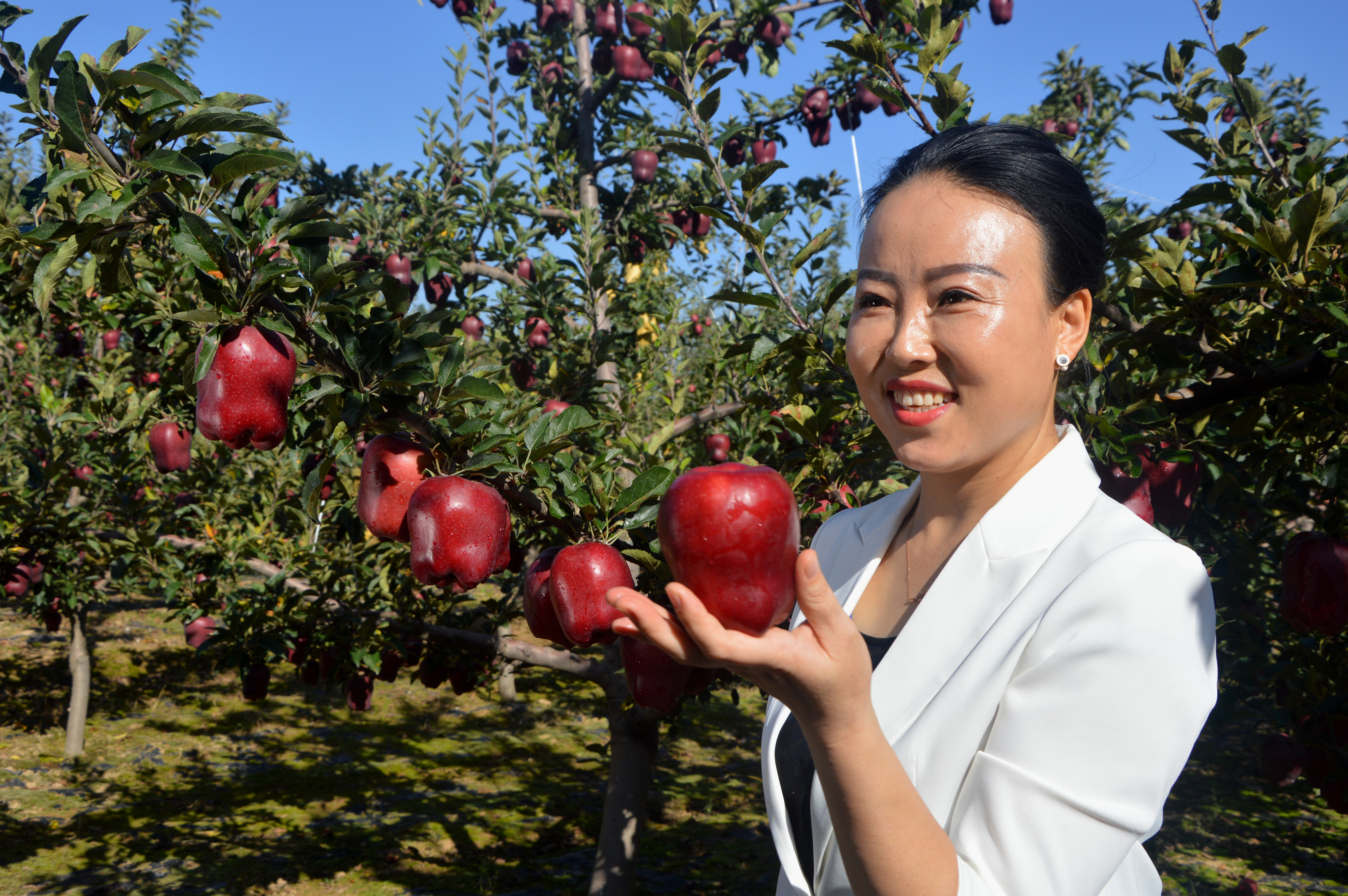 中共甘谷县白家湾乡党委书记姜芳芳代表全乡2.