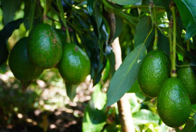 一种原产地在美洲的一种营养价值非常高的水果!啥是牛油果?牛油果!