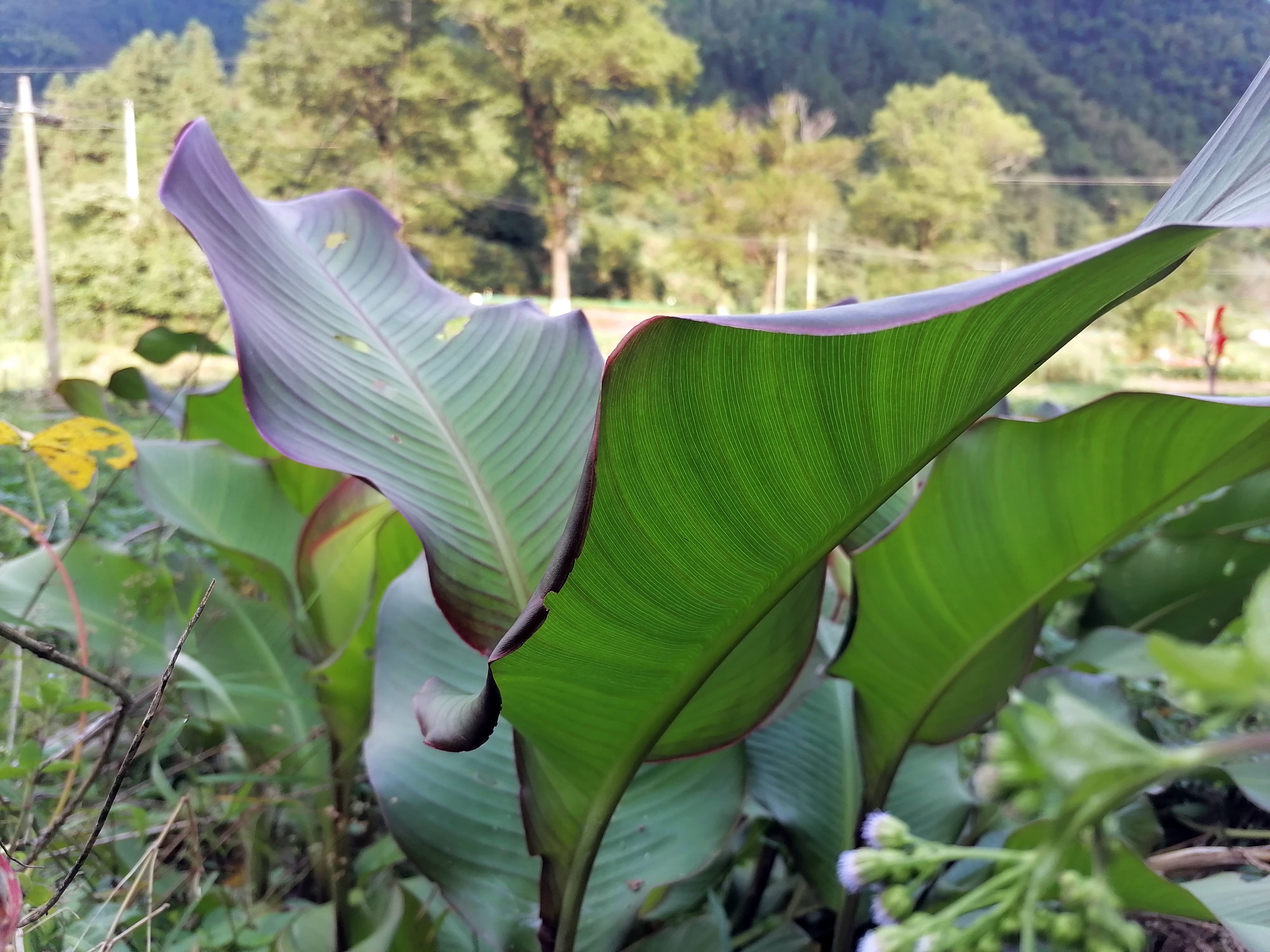 思窝黄山山图腾蕉芋美食烹饪配料营养价值高药用功效显著