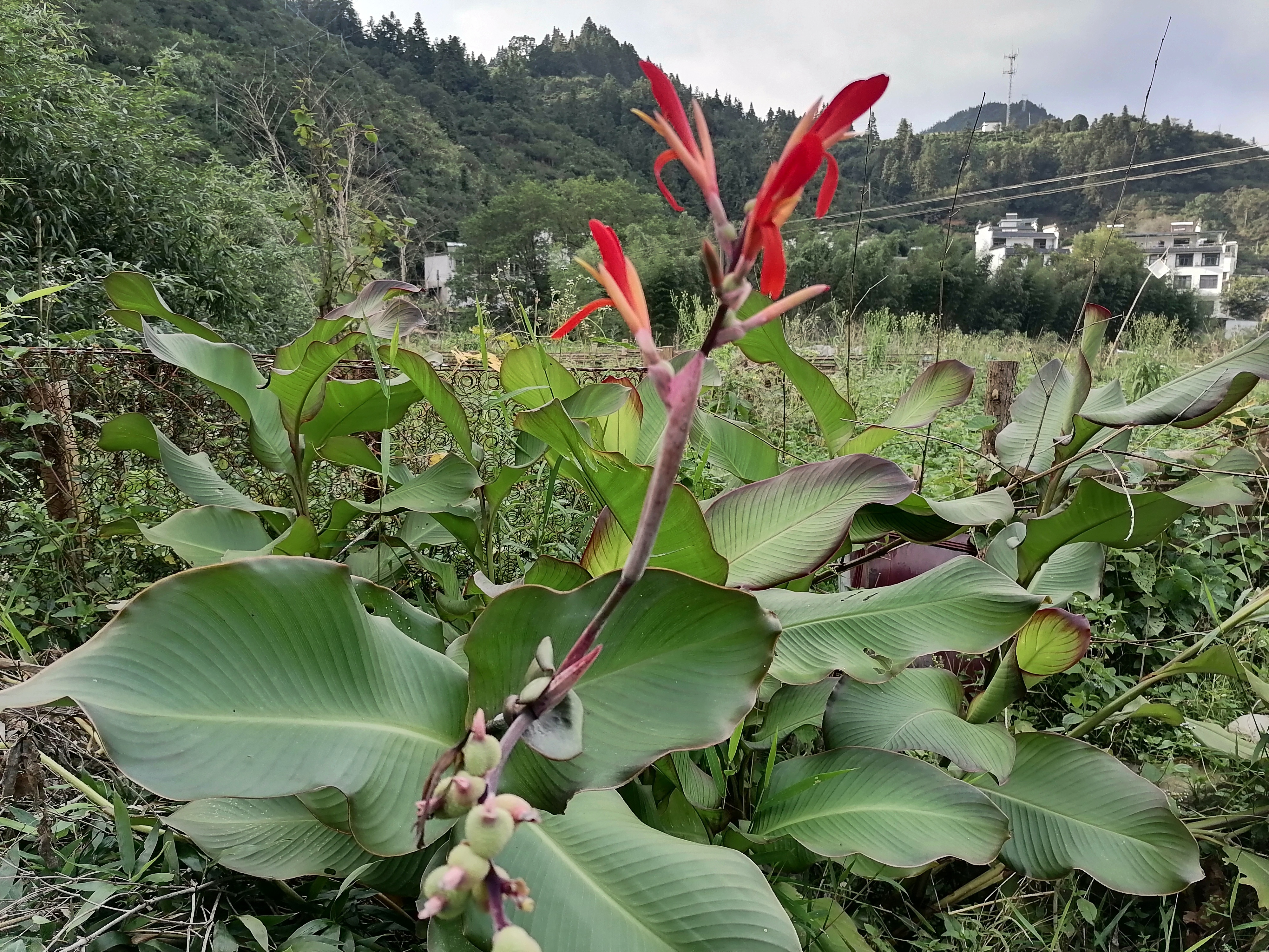 蕉芋功效图片