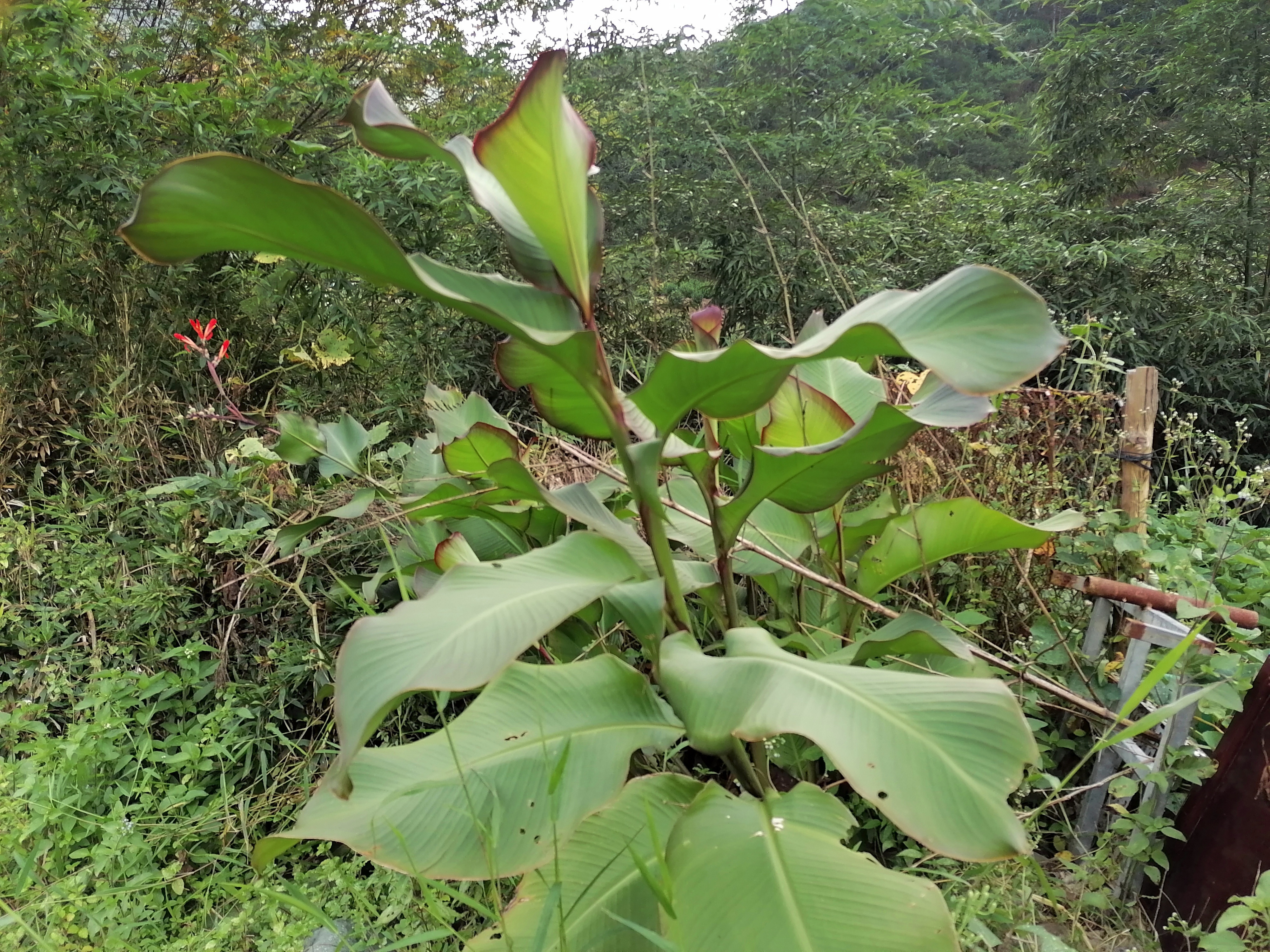 旱藕香芋图片