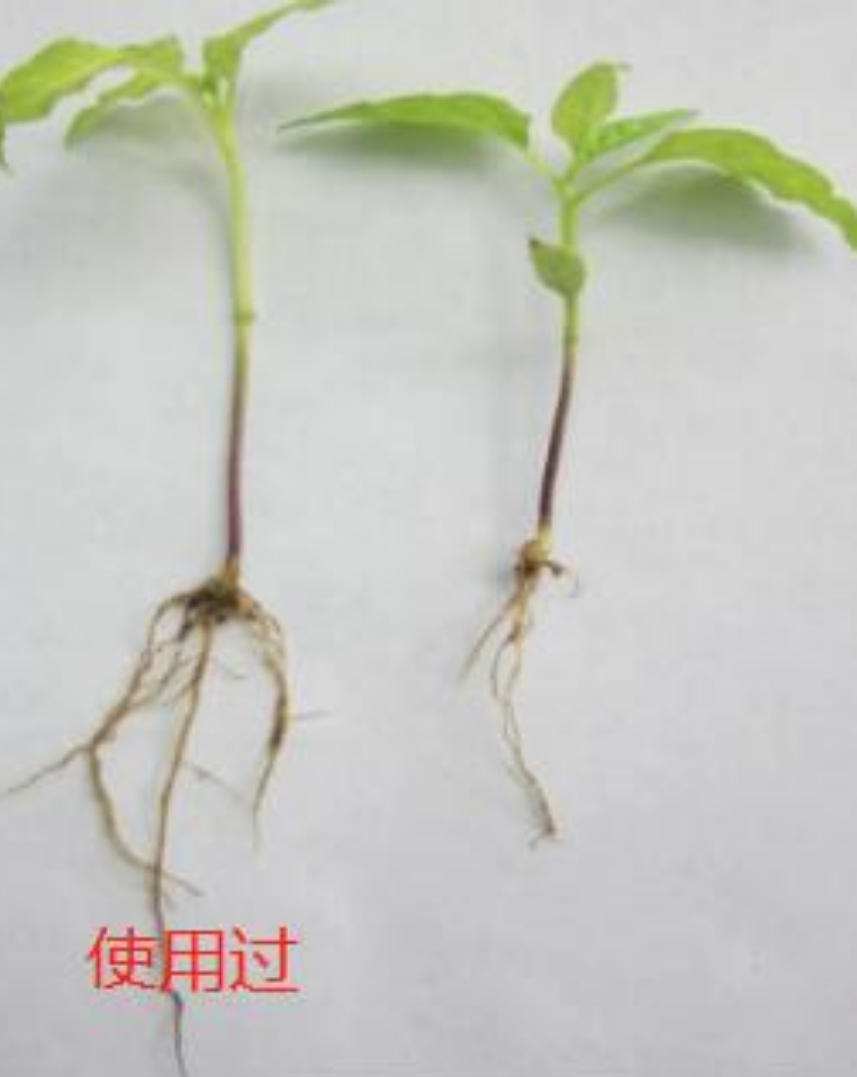 肥大，3天生白根，8天根旺旺——作物生根养根解决方案__凤凰网