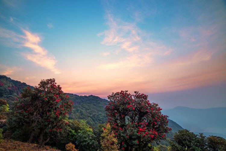 磨盘山国家森林公园位于云南省玉溪市新平彝族傣族自治县东南部,地处