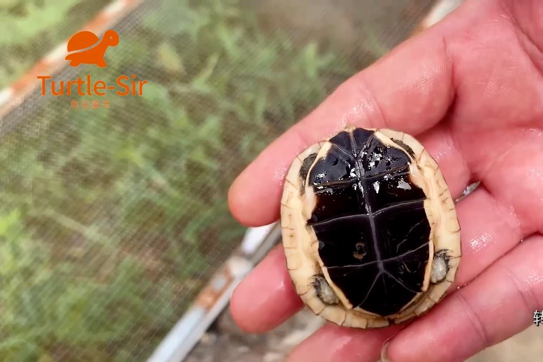 黄缘龟腹甲线很白是怎么回事「龟谷鳖老」