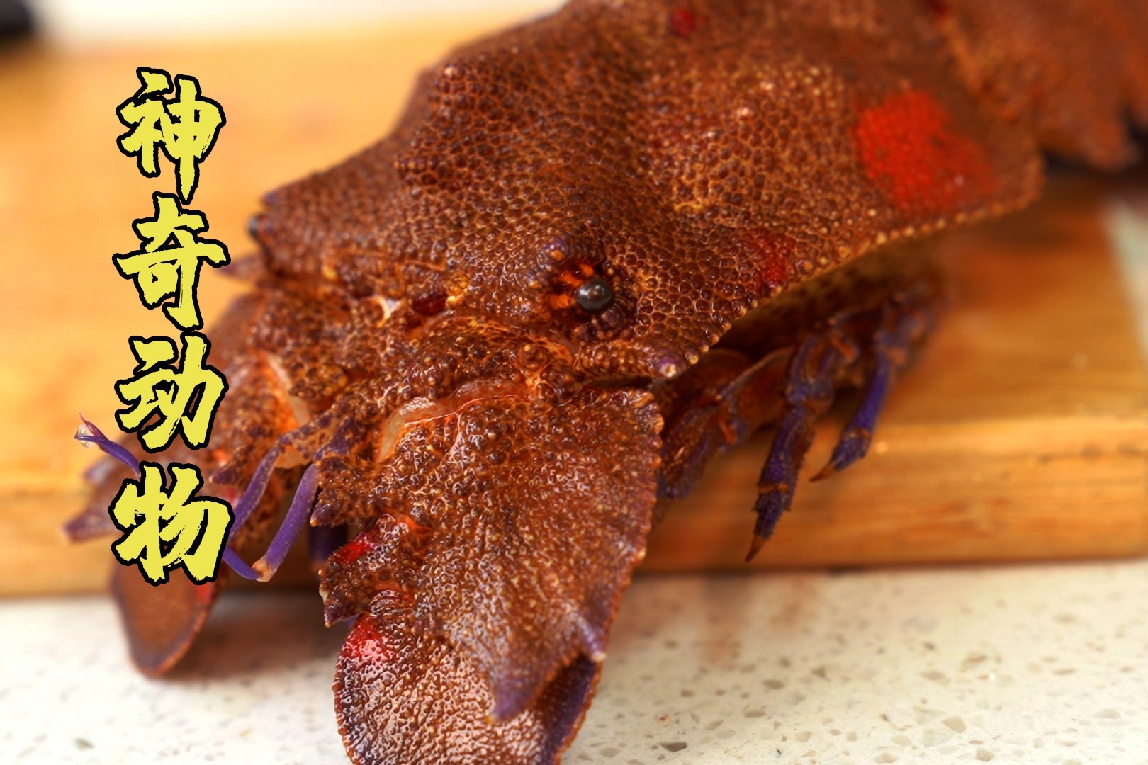 麟突拟蝉虾,汤鲜肉嫩!