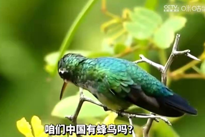 中国有蜂鸟吗？你在野外看到的“蜂鸟”真的是蜂鸟吗