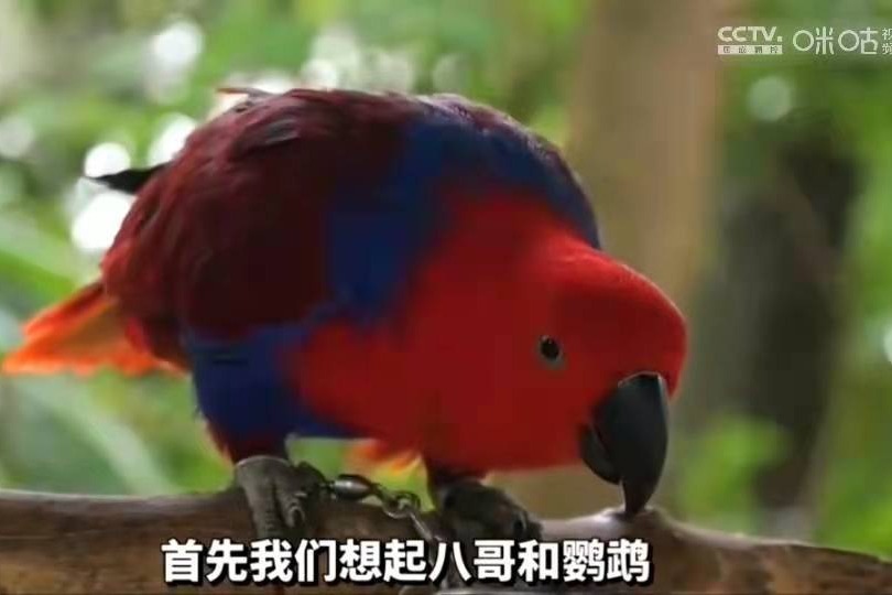 这种鸟模仿能力绝了！八哥鹦鹉都被它比下去
