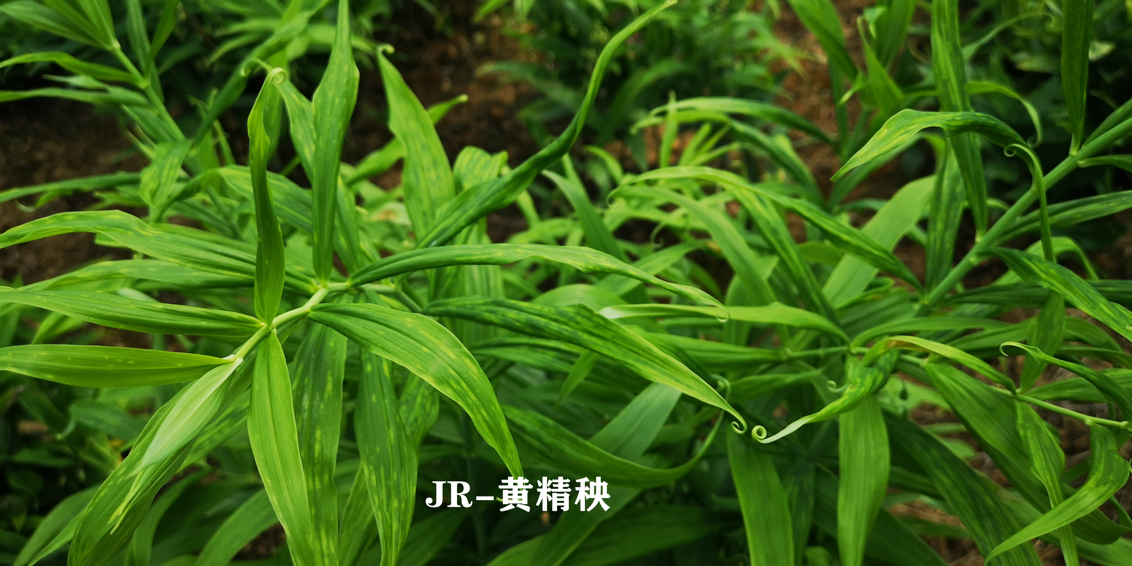 中华草药之黄精__凤凰网