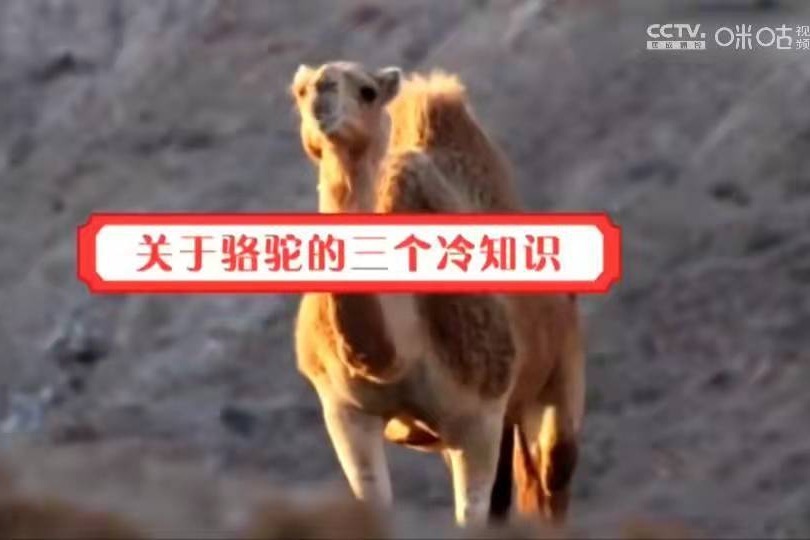 三个骆驼冷知识：为什么骆驼吃仙人掌不怕扎嘴？