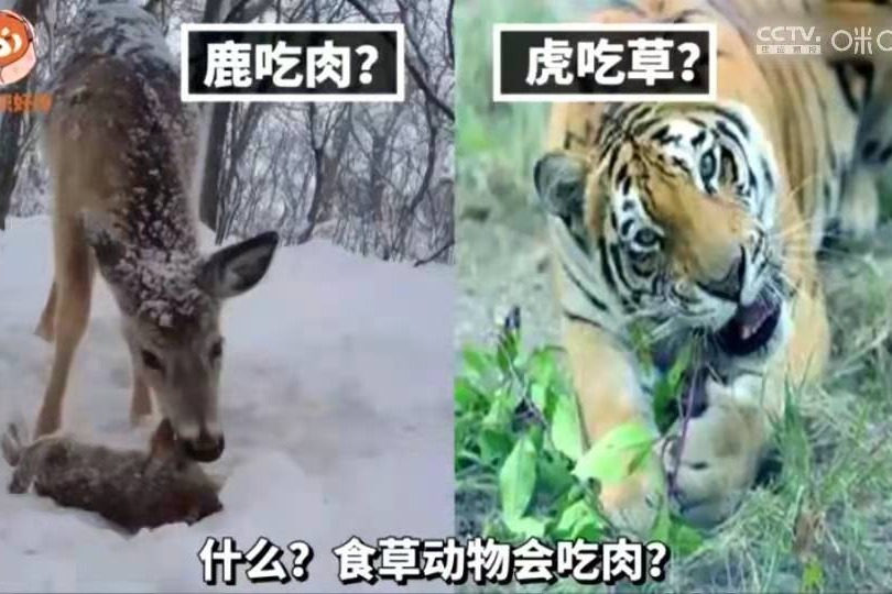 什么！食草动物会吃肉，食肉动物也吃草？