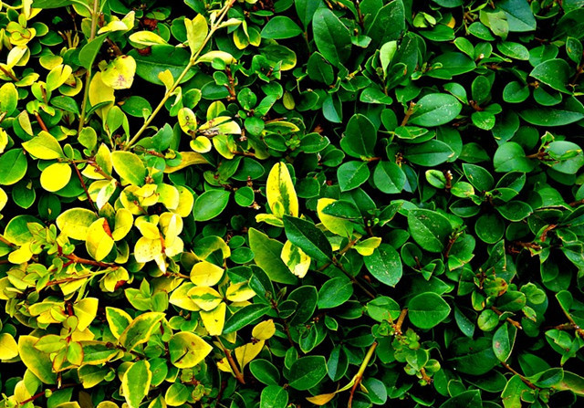 用途:矮绿篱用于围定园地和作为草坪,花坛的边饰,多用于小庭园,也可