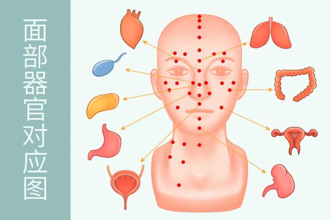 脸部五脏六腑位置图图片