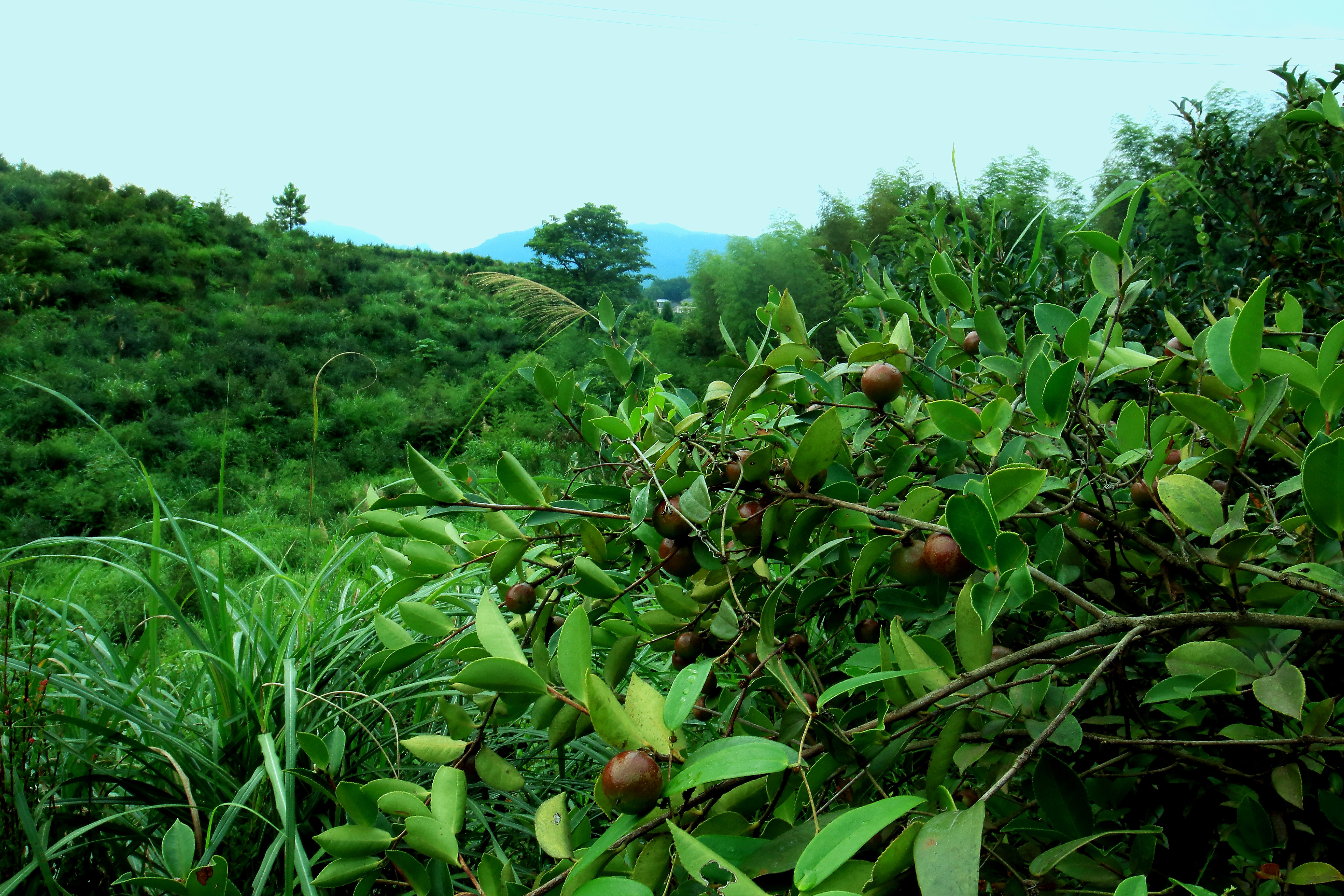 野生油茶树图片大全图片