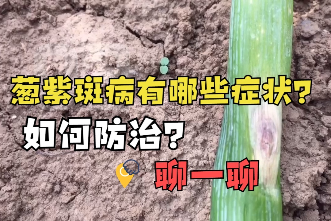 大葱种植中，葱紫斑病有哪些症状？跟大家聊一聊防治方法！