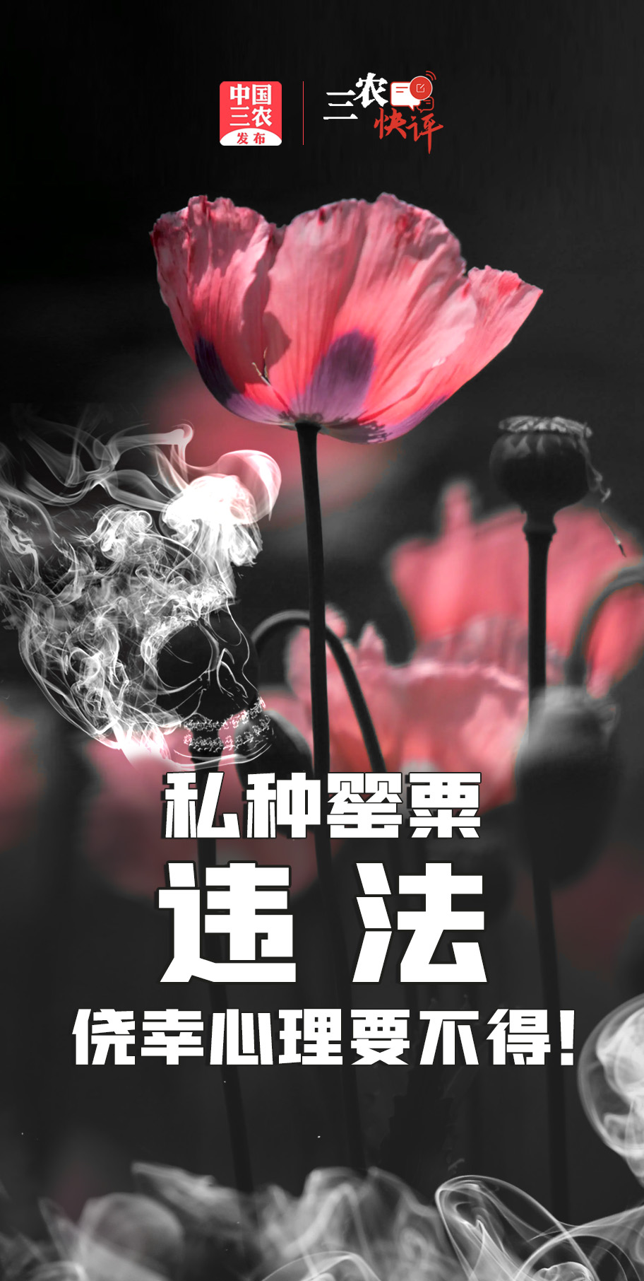 毒花罂粟海报素材图片