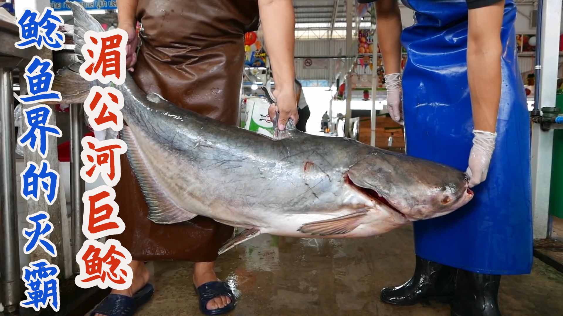东南亚鲶鱼中的“灭霸”：泰国人气水产湄公河巨鲶