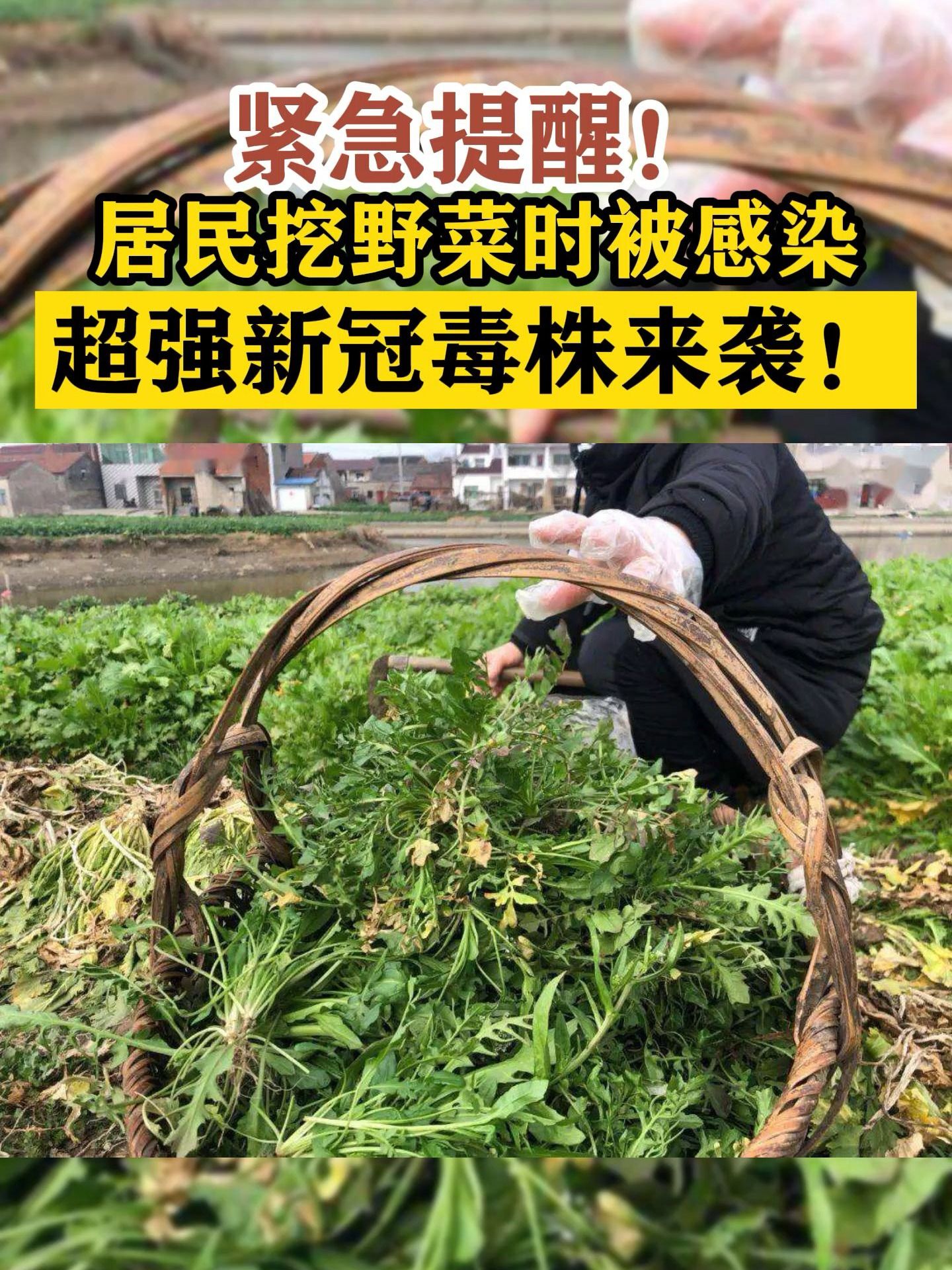 紧急提醒！居民挖野菜时被感染，超强新冠毒株来袭！