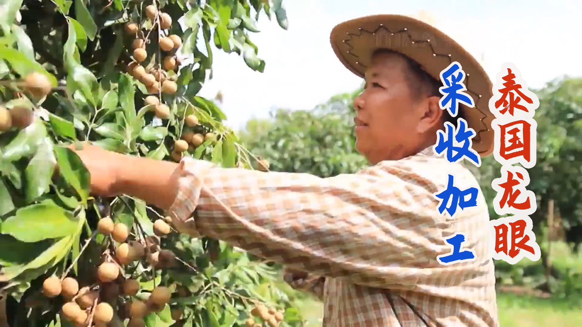 泰国人气水果龙眼种植庄园，工人爬树采摘鲜果加工成干桂圆
