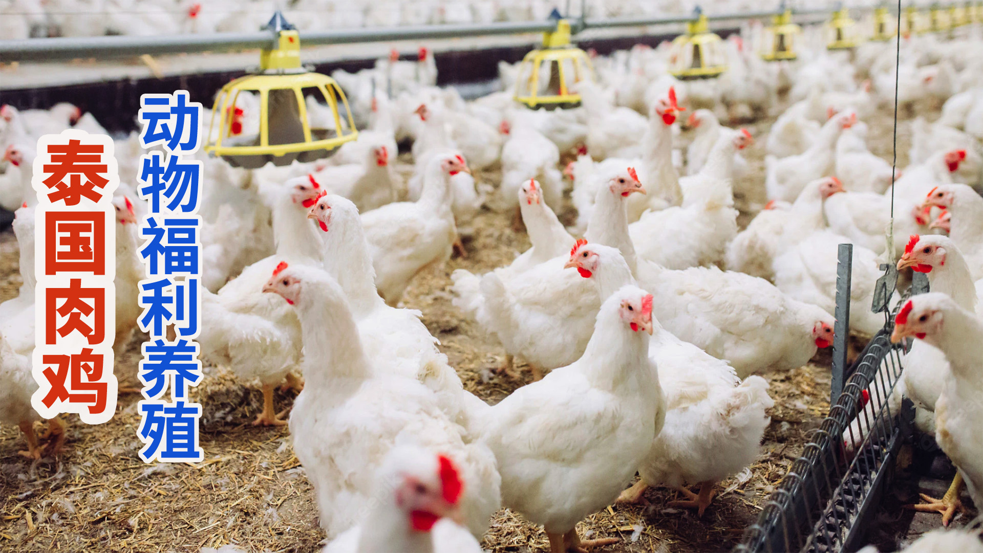 泰国现代化动物福利养鸡场，肉鸡人性化屠宰无压力