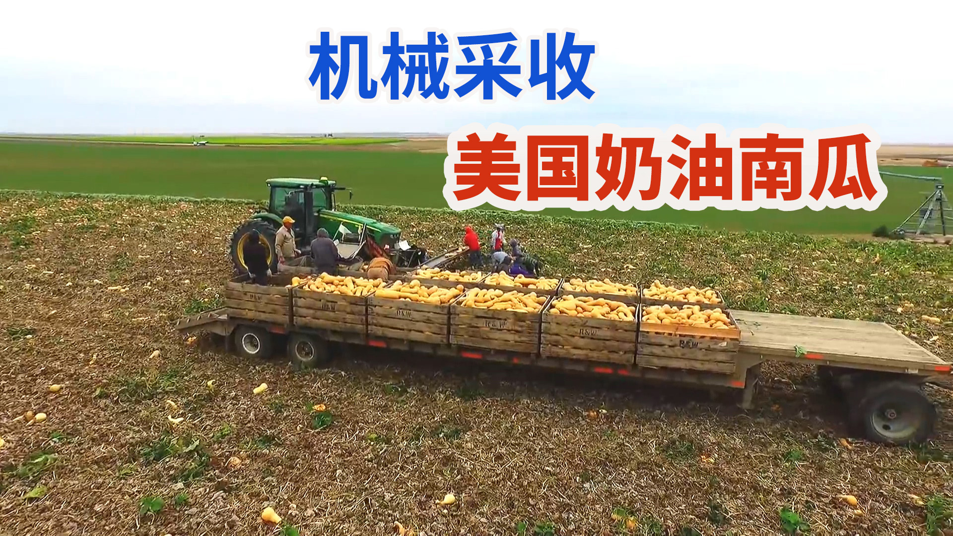美国农民采收奶油南瓜，机械传送运输分拣收获成吨