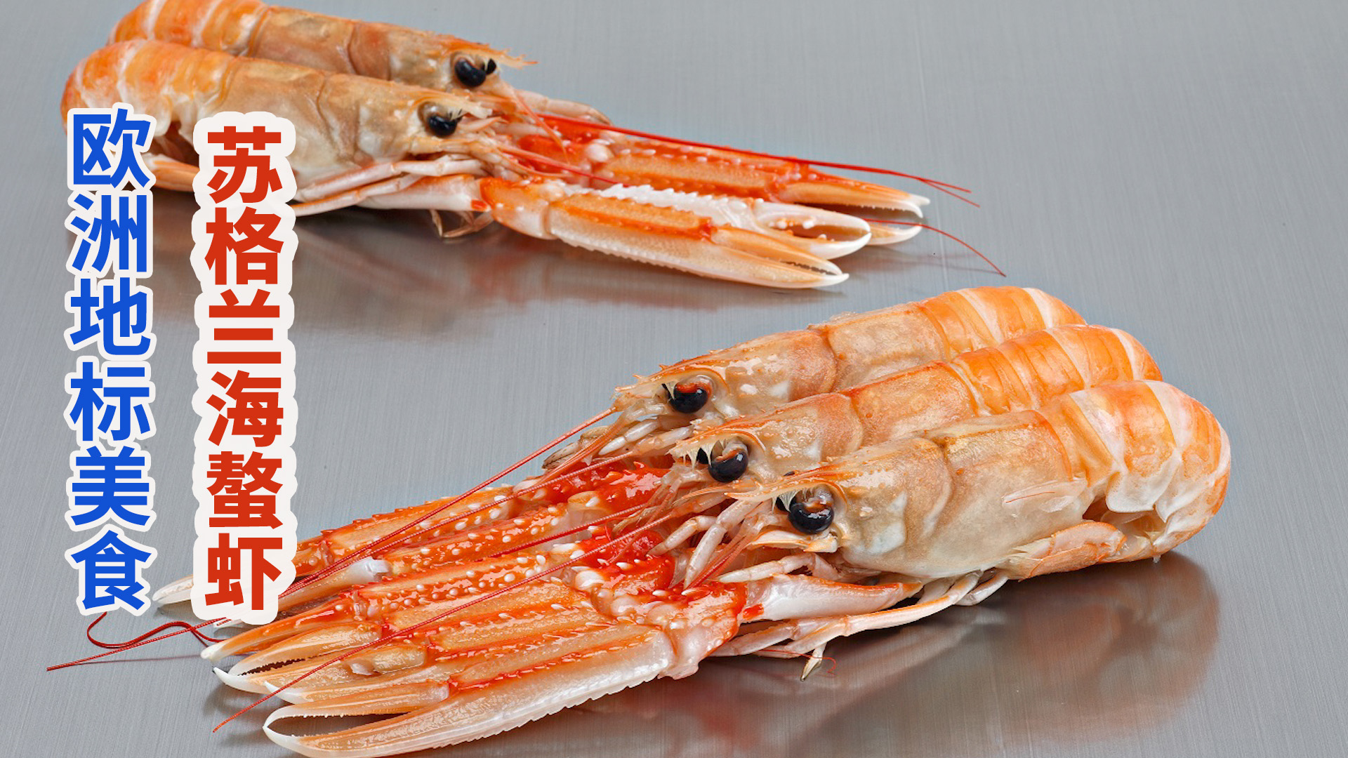 米其林大厨青睐的“欧洲小龙虾”：英国苏格兰海螯虾