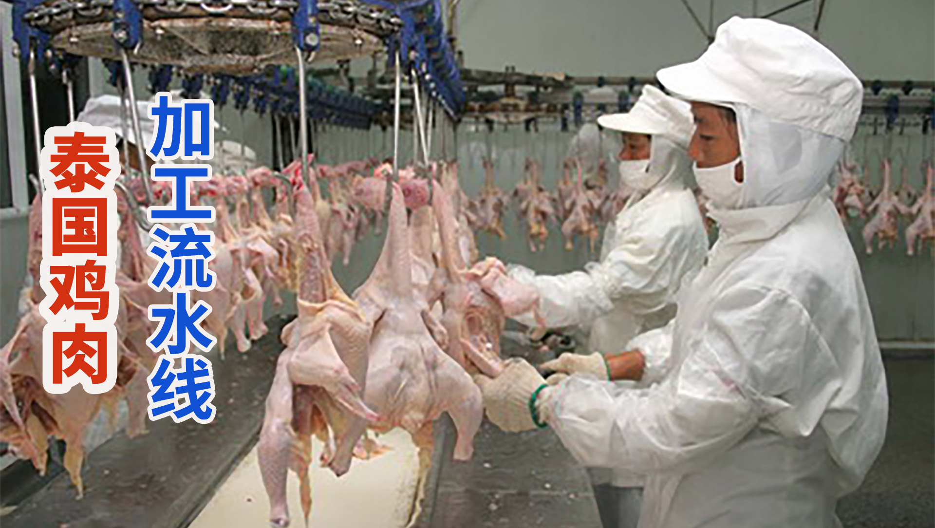 蛋鸡屠宰流水线肉鸡自动宰杀设备定制-全球机械网商品库