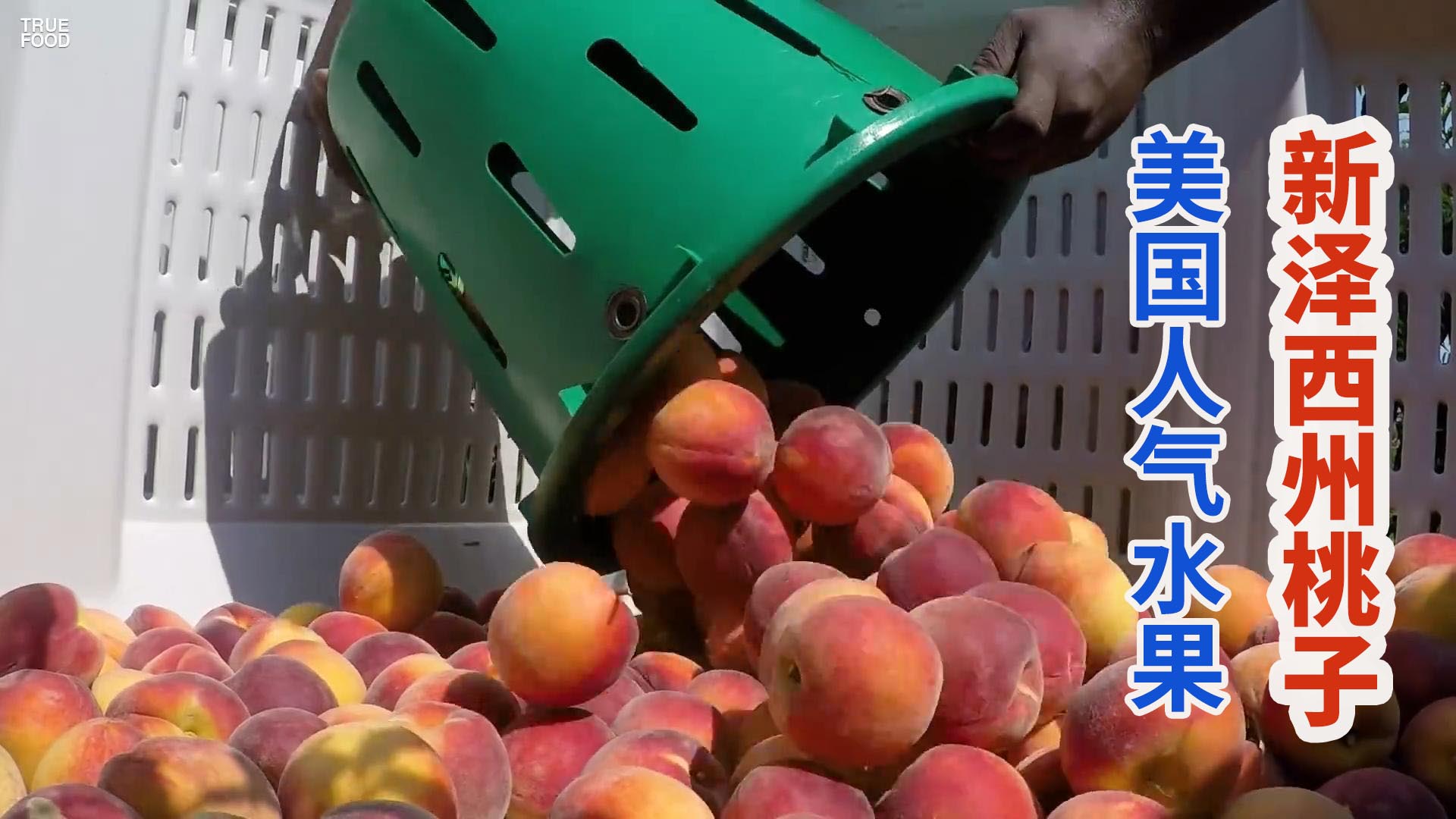 美国新泽西州桃子采收季，果实饱满脆甜汁水丰盈