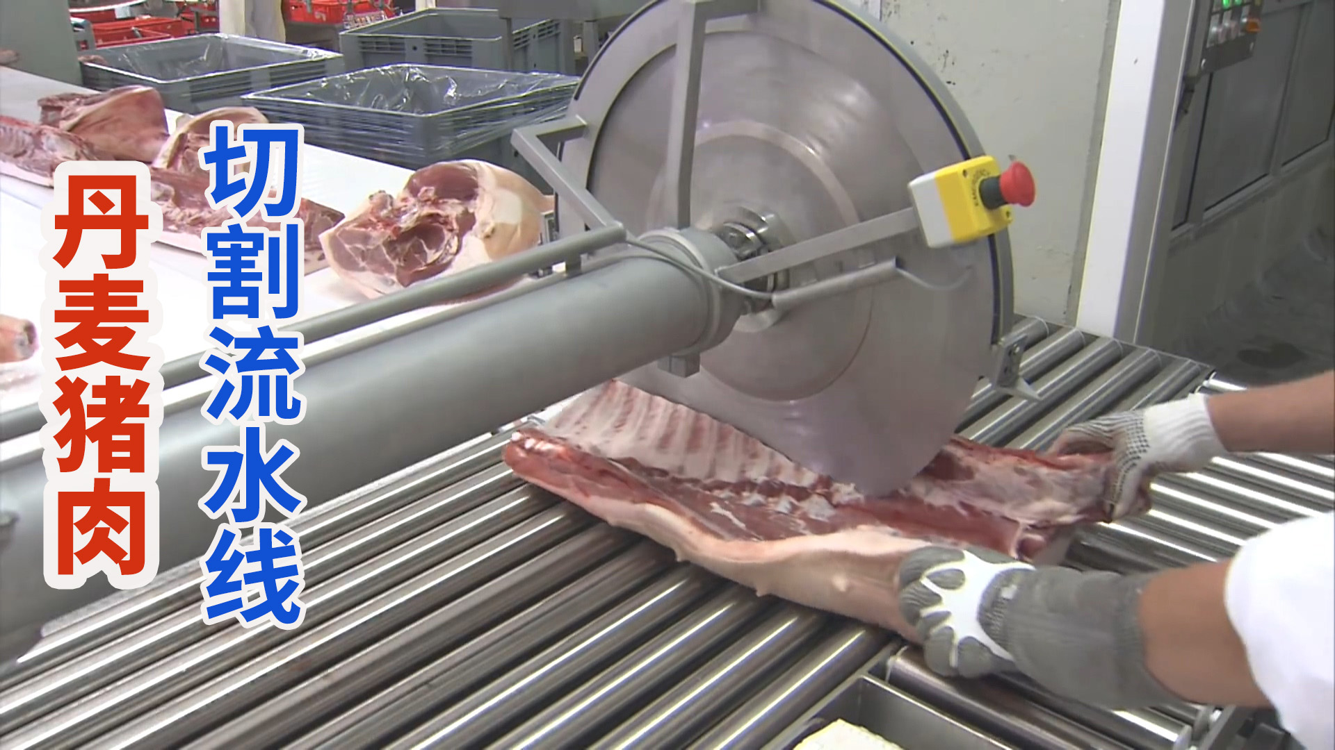 丹麦现代化猪肉屠宰分割厂，猪排流水线机器高速切块出口