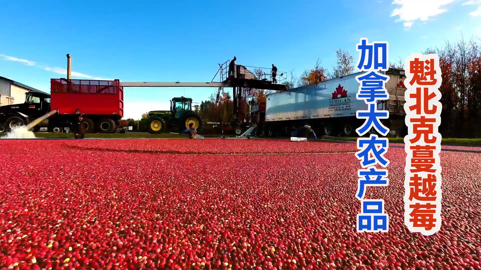 加拿大农民水收魁北克蔓越莓，湖面飘满红色果实场面壮观