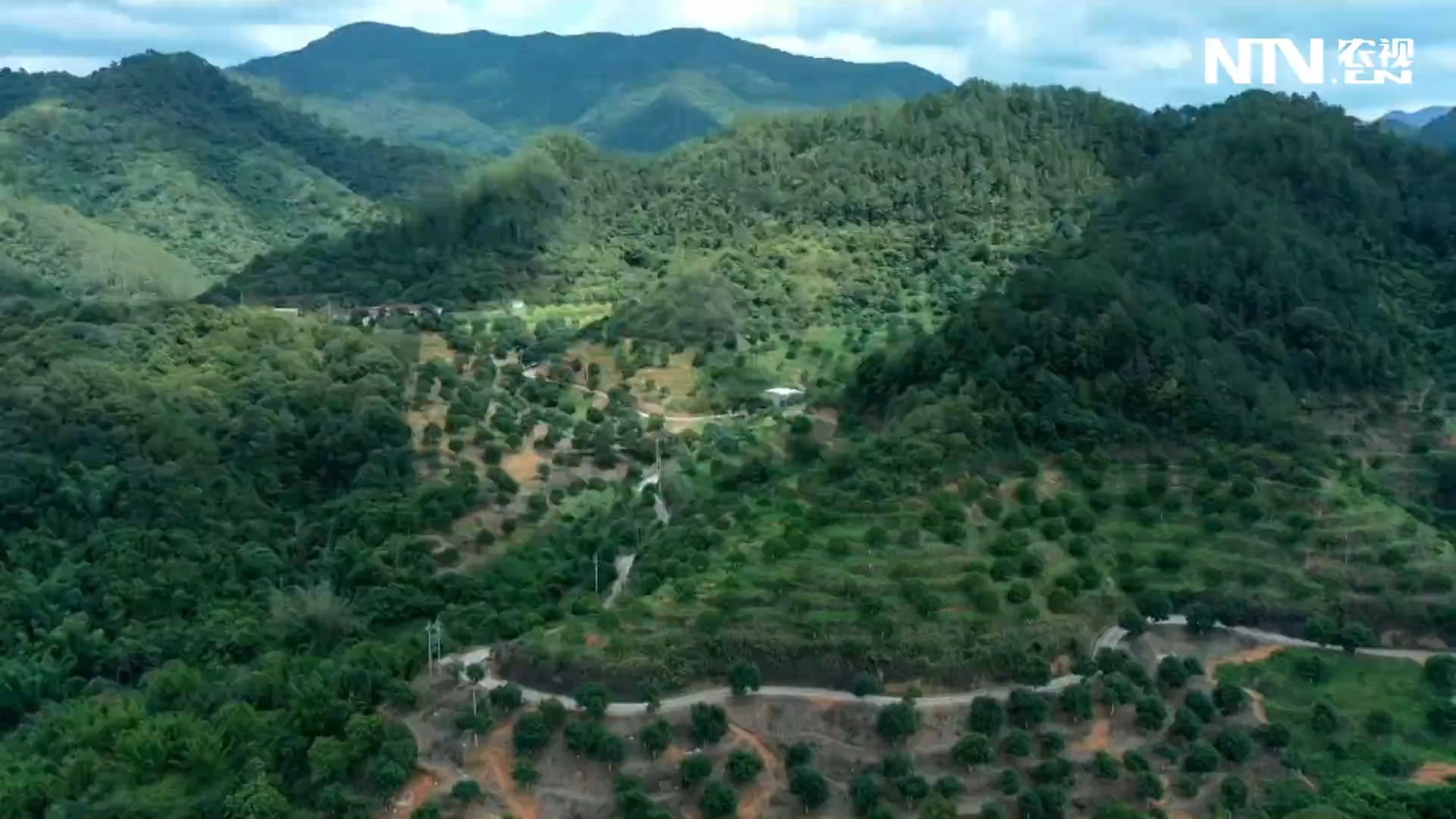 庆丰收迎盛会 橄榄大丰收，处处好“丰”景