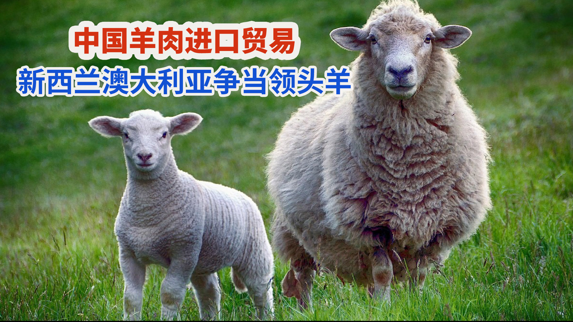 厦门吃羊肉好去处，来自宁夏盐池滩羊，可烤可炖_行客旅游网