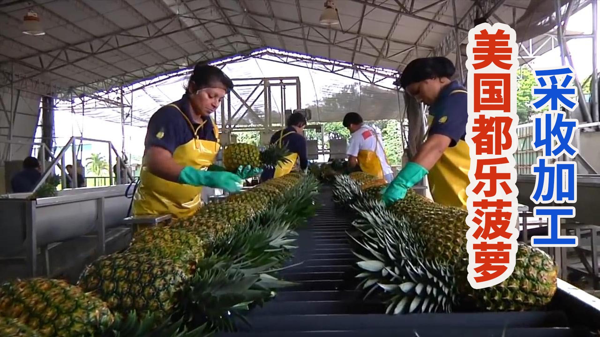 美国招牌水果都乐菠萝采收季，成吨流水线清洗分拣保鲜运输