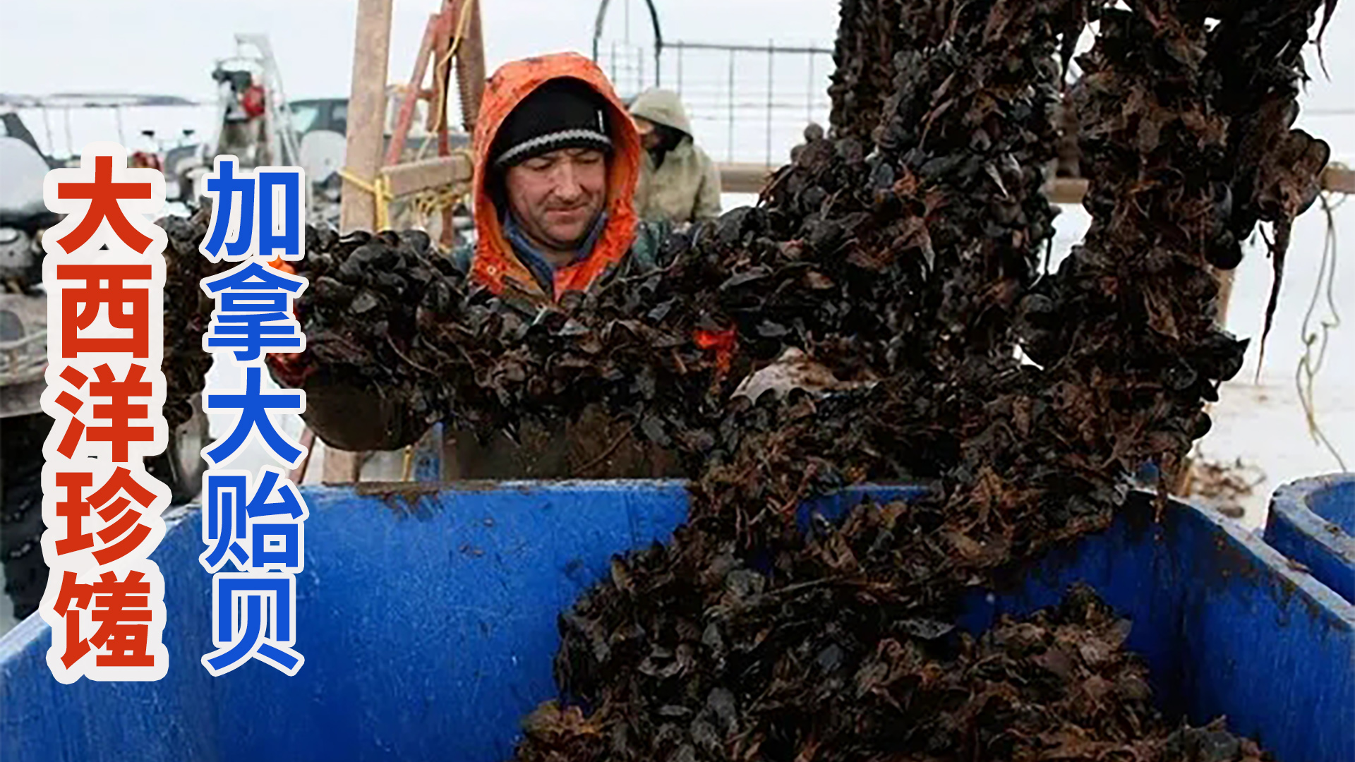 爱德华王子岛民延绳养殖加拿大贻贝，年产超2万吨位居北美第一