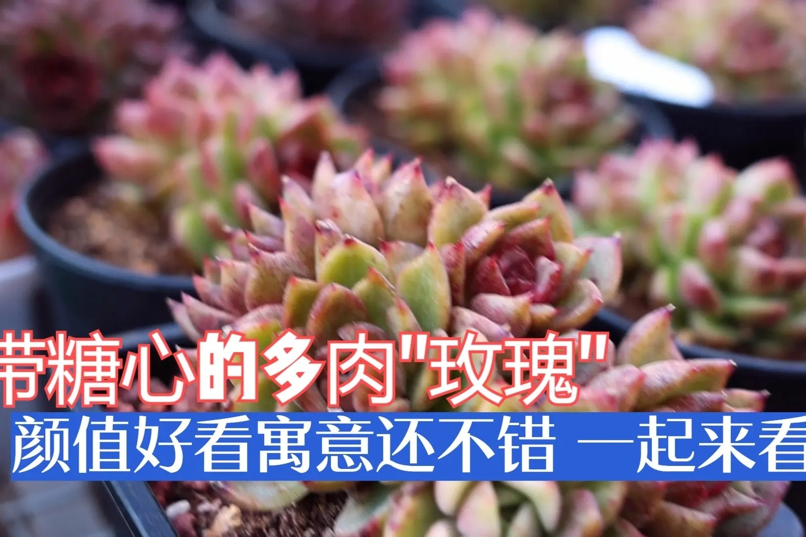 带糖心的多肉“玫瑰”，颜值好看寓意还不错，一起来看看吧