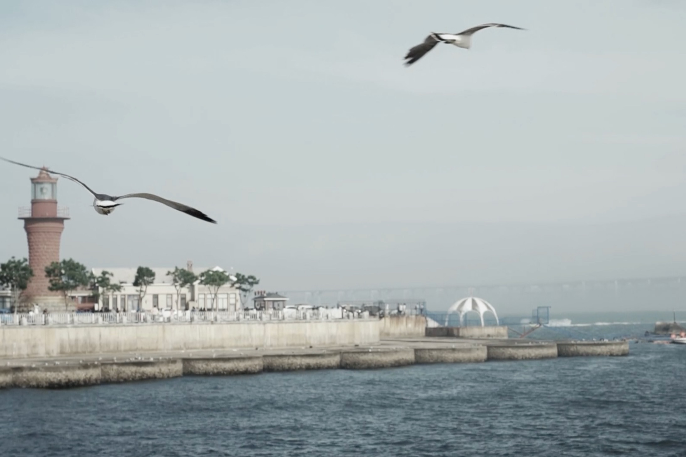 名家读诗｜流马：大海没有教诲过你什么 #鼓浪屿诗歌节