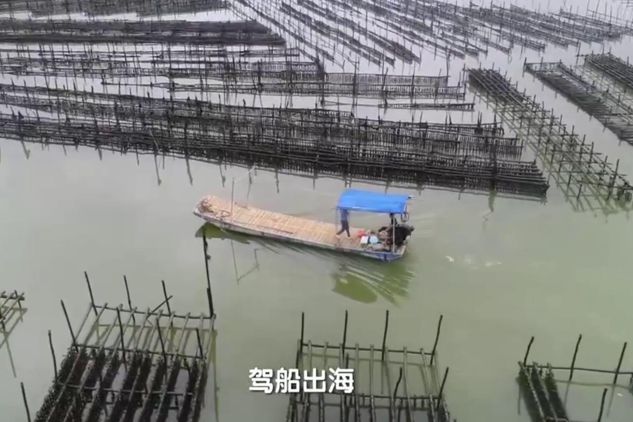 [探索·发现]湛江是世界闻名的“牡蛎之乡”