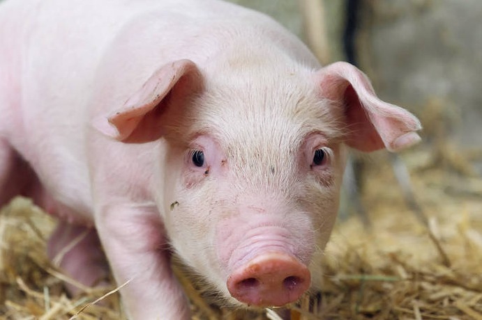 要提高后备母猪初情率,你可以这样做_凤凰网