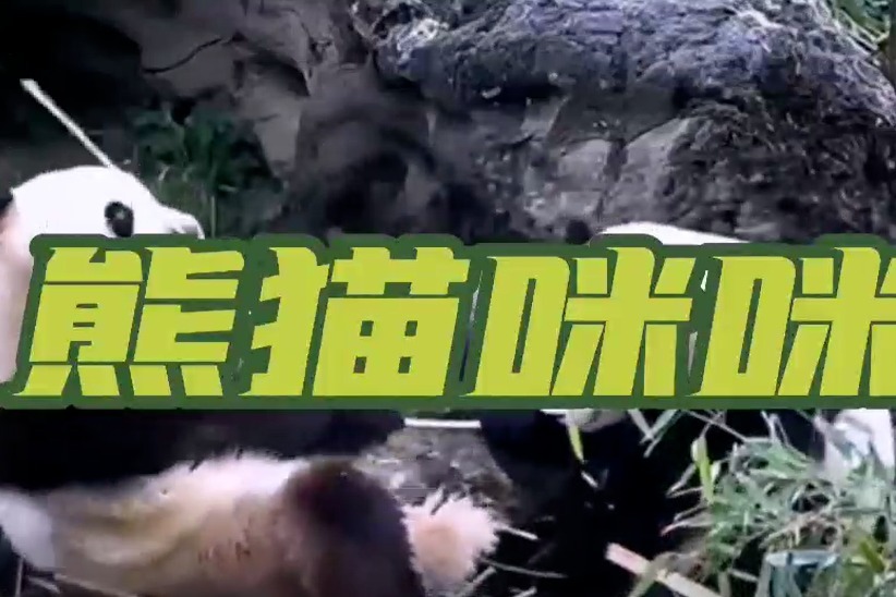 经典老歌《熊猫咪咪》，不仅曲调甜美动听，还蕴含着深刻的哲理！