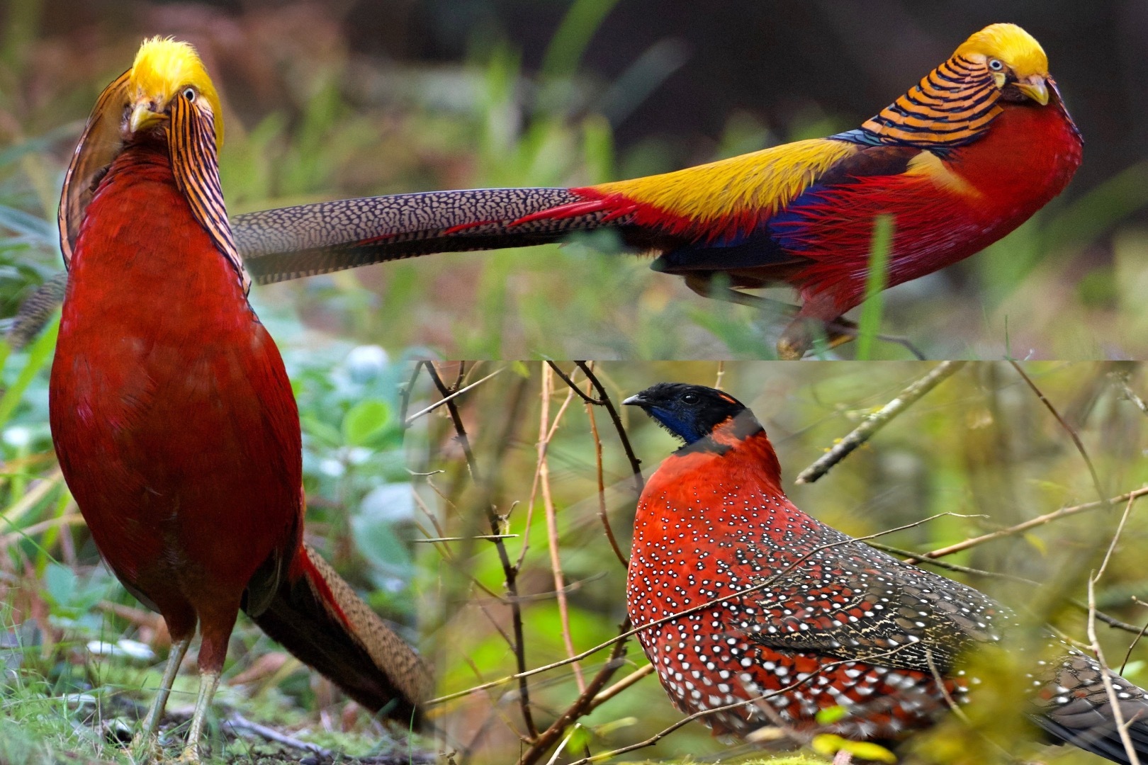 最美鸟类排行榜：色彩搭配，美妙绝伦！