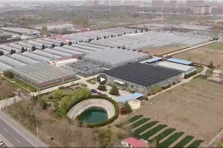 青岛首推16个草莓采摘园 让我们一键开启“莓”好“食”光吧！