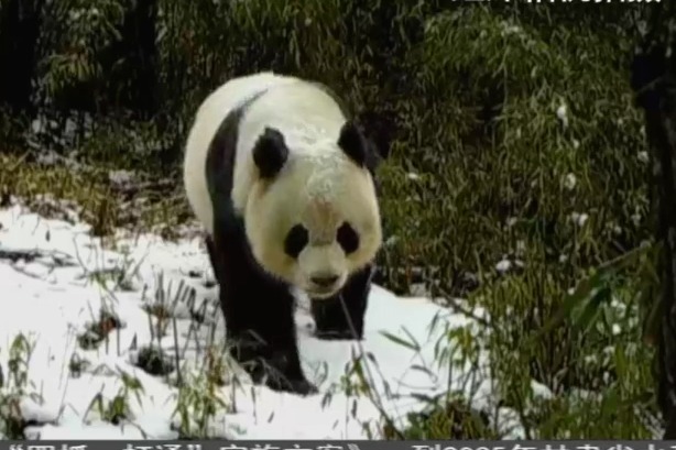 【短视频】陇南：大熊猫等珍稀野生动物频频“出镜”