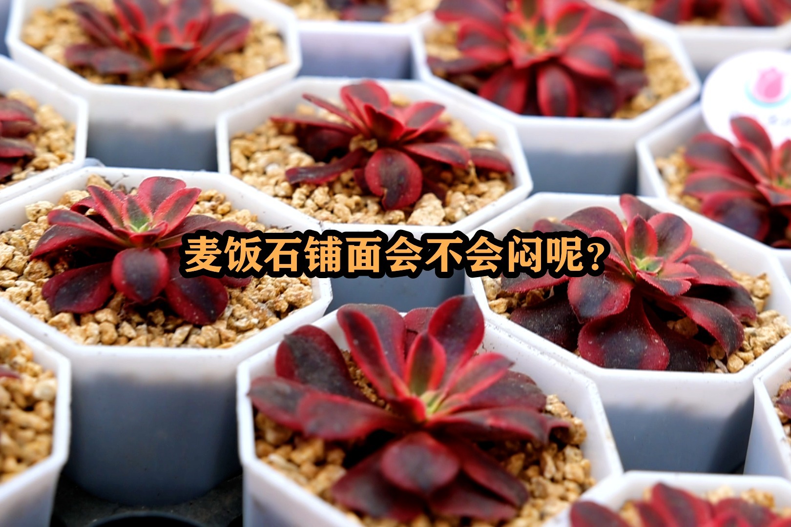 麦饭石铺面会不会闷坏多肉，小言今天给大家看一下，你就有答案了