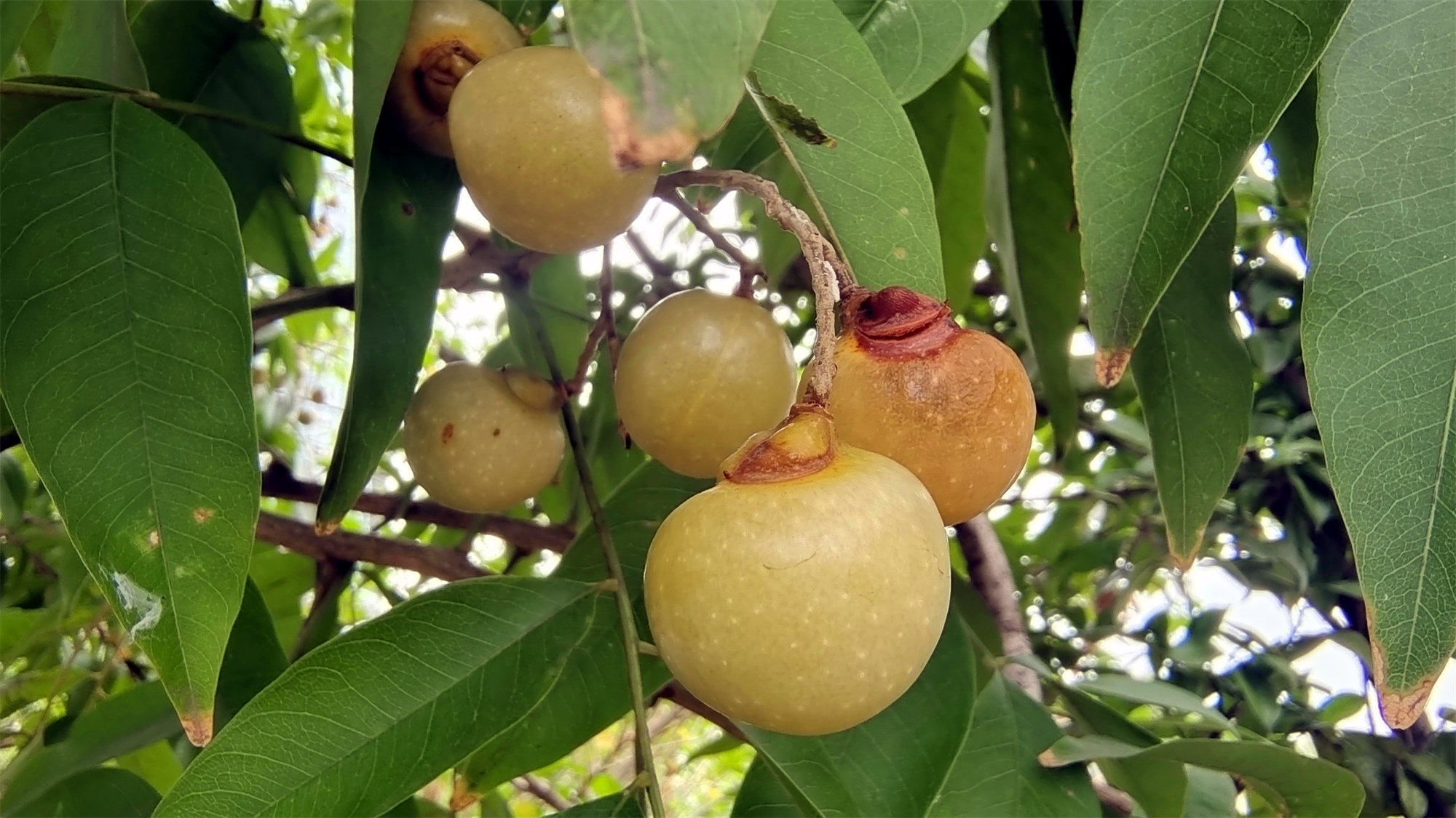 美丽吉安之秋韵:无患子果实累累秋意浓__凤凰网