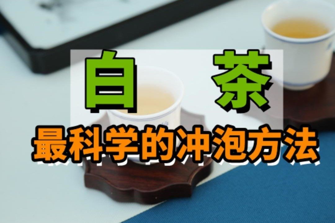 1分钟学会白茶最佳冲泡方式茶艺茶知识科普 凤凰网视频 凤凰网